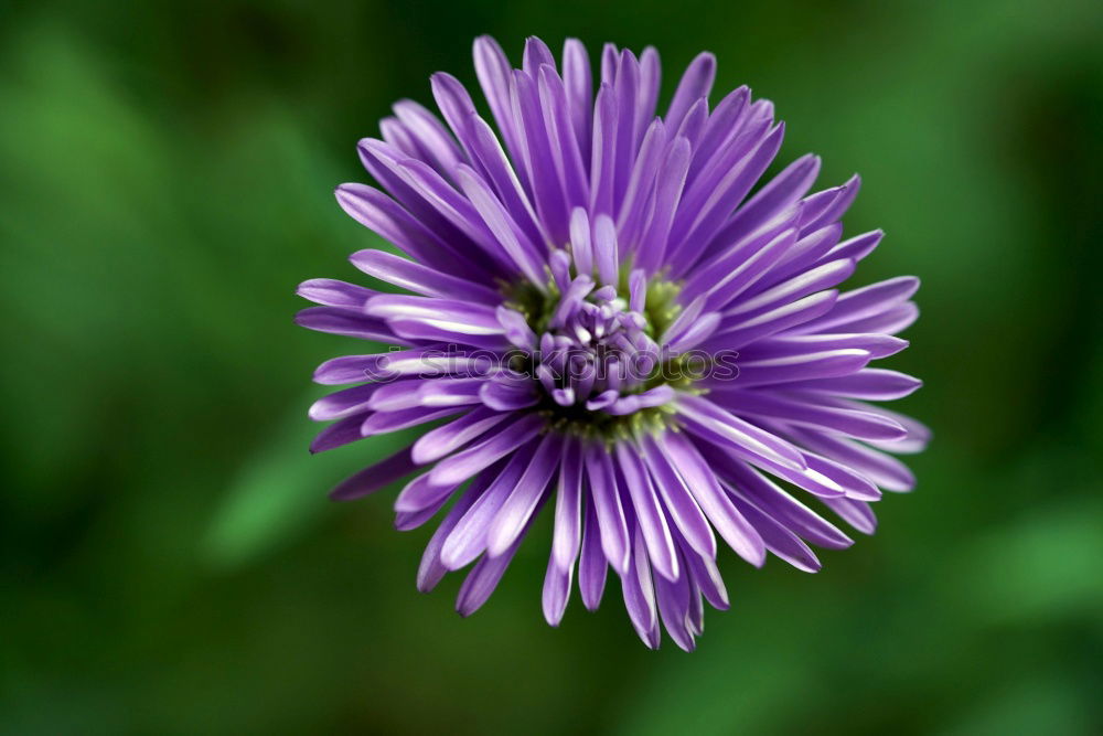 Similar – cornflower Plant Blossom