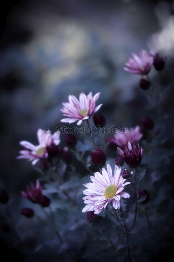 Similar – Image, Stock Photo pink Flower Summer Spring