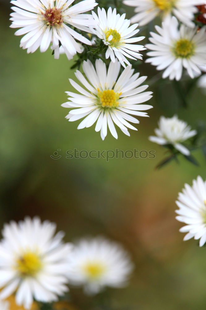 Similar – Daisy very big Flower