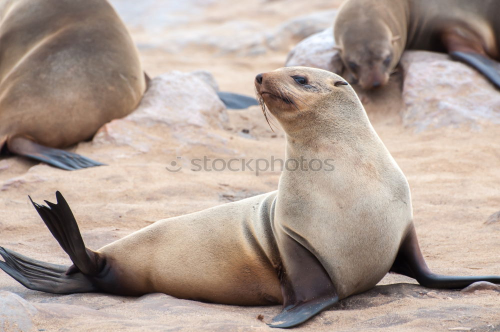 Similar – Image, Stock Photo sunbathing Environment