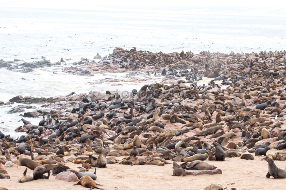 Similar – pier 39 Jetty Ocean