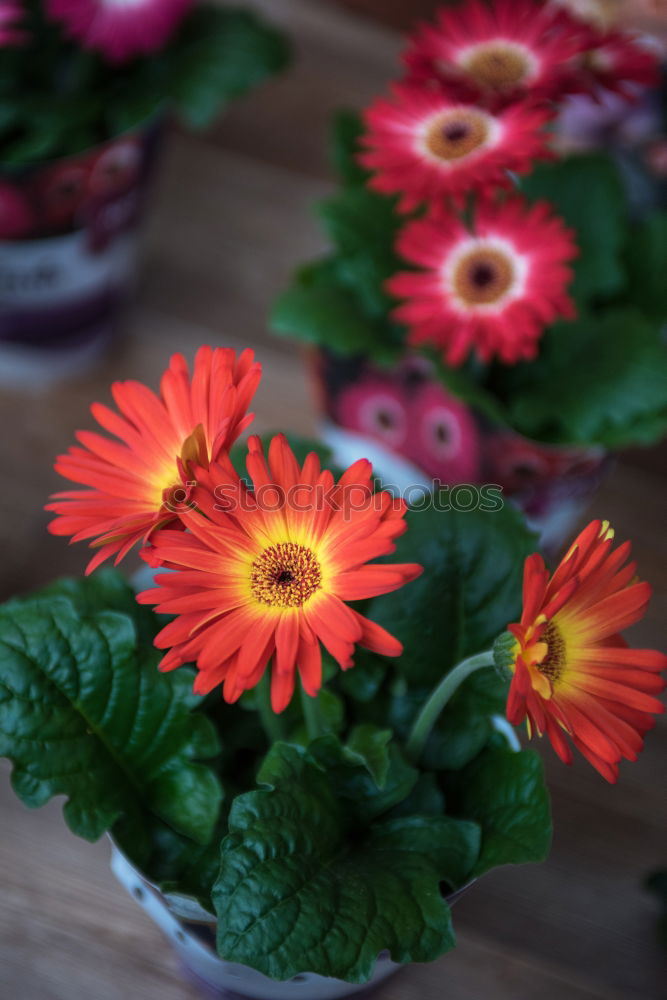 Similar – Pink primroses on red wooden table