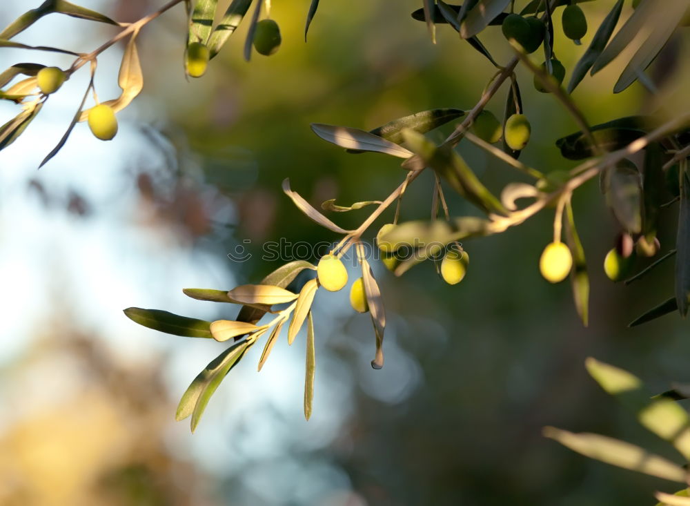 Similar – Orange blosson Nature