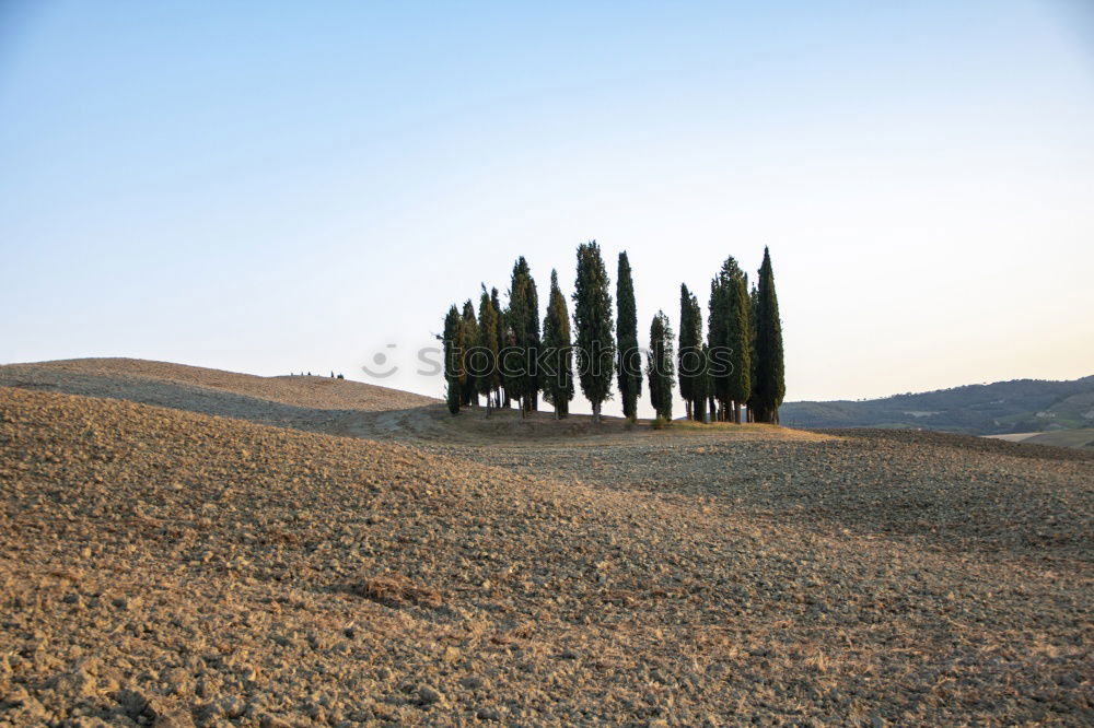 Similar – Cypress trees road