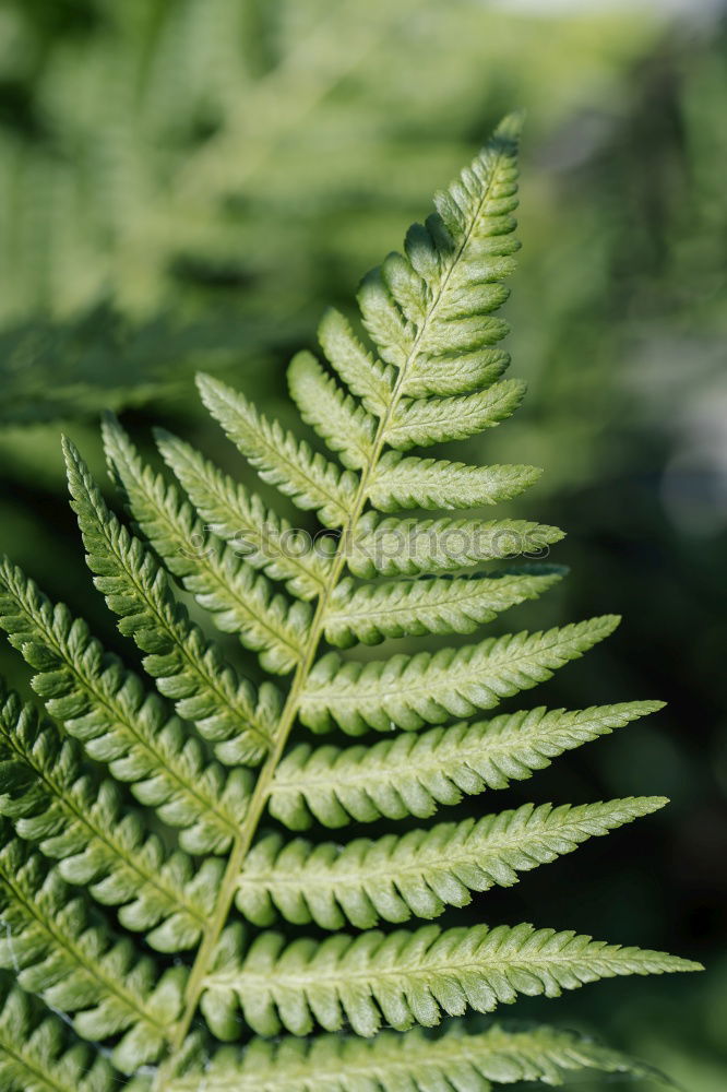 Similar – Image, Stock Photo leaf on leaf Environment