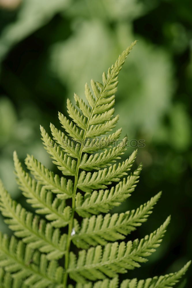 Fern Pteridopsida Green