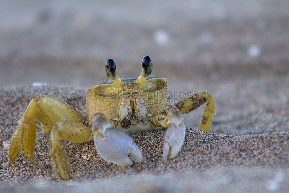 Similar – Strandräuber. Natur