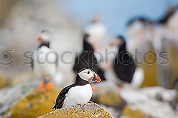 Similar – Image, Stock Photo Puffins OOO -O- O Grass