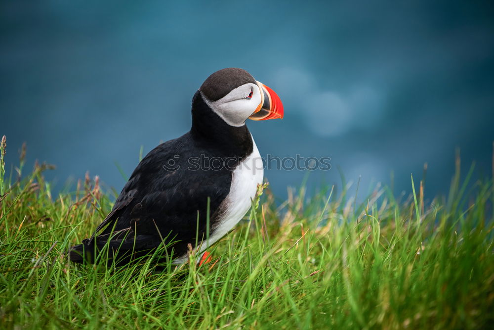 Similar – Image, Stock Photo Puffins OOO -O- O Grass