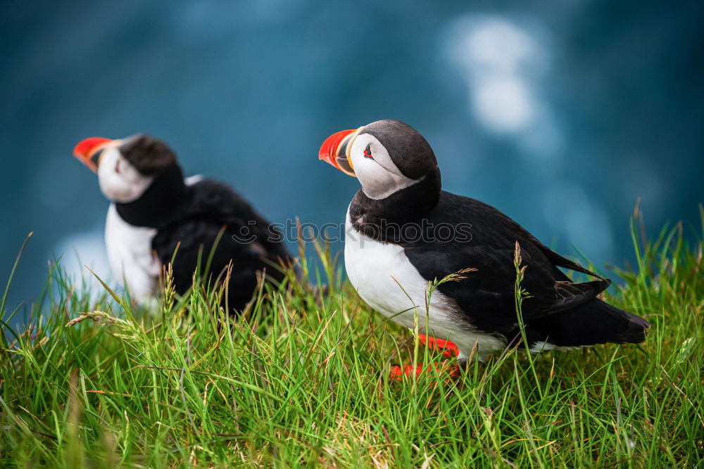 Similar – Image, Stock Photo Puffins oOOO