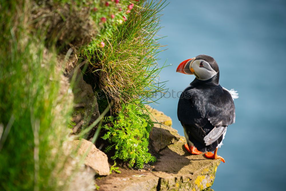 Similar – Image, Stock Photo Nesting storks on rocks