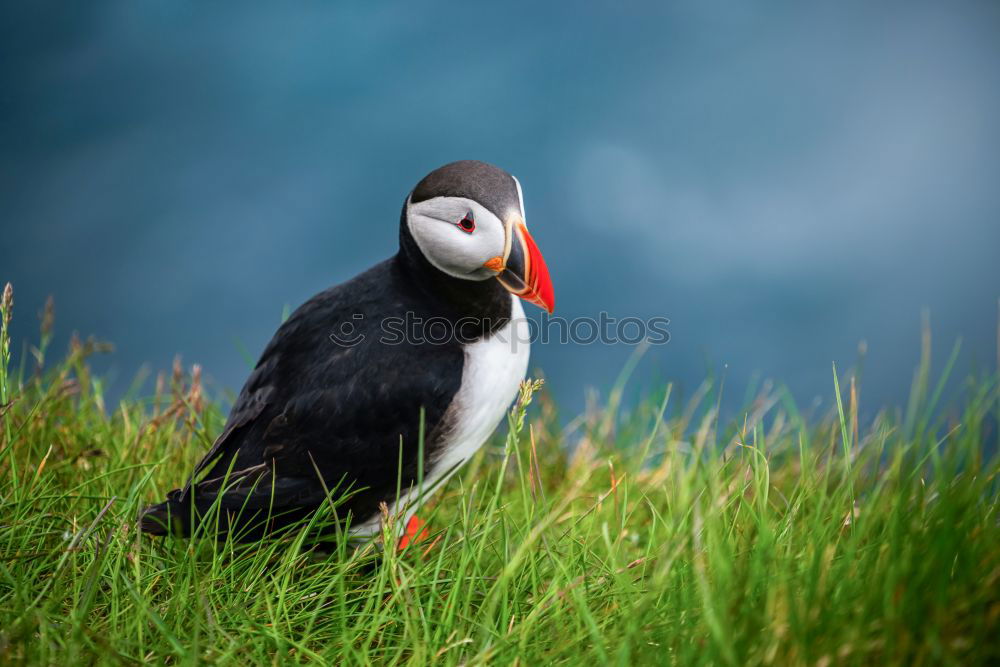 Similar – Image, Stock Photo Puffins OOO -O- O Grass