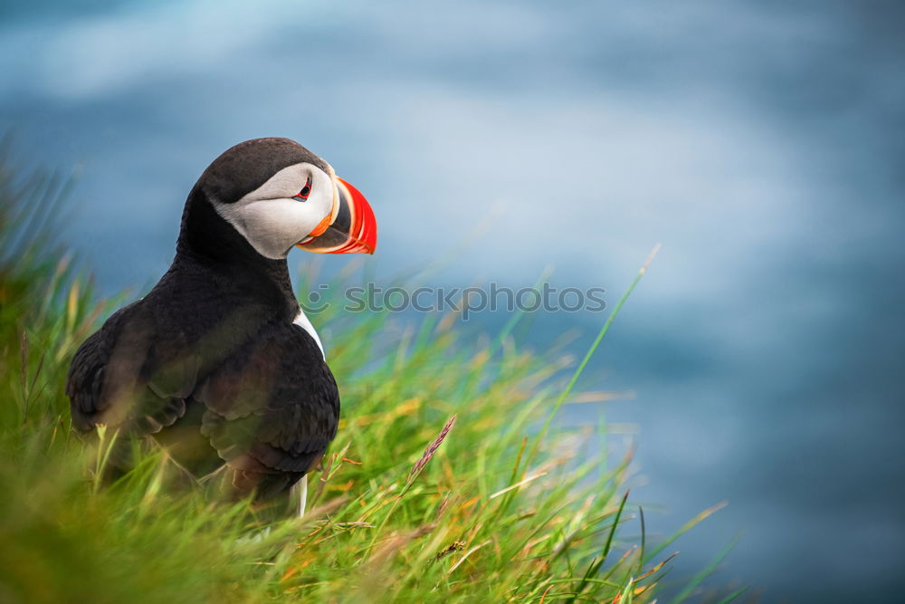 Similar – Image, Stock Photo Puffins OOO -O- O Grass