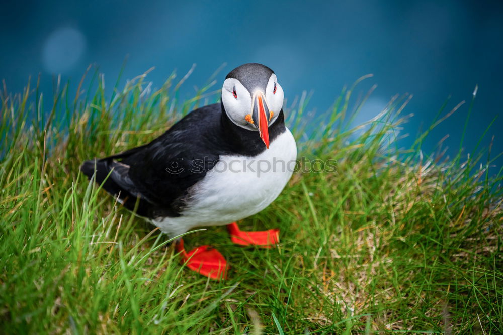 Similar – Image, Stock Photo Iceland Environment Nature