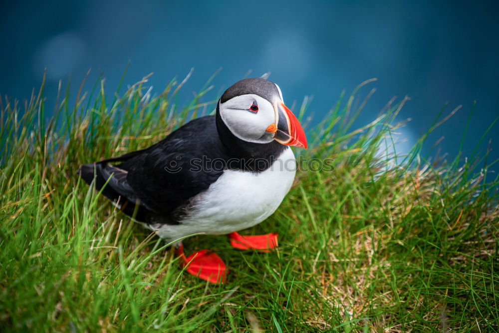 Similar – Image, Stock Photo Puffins OOO -O- O Grass