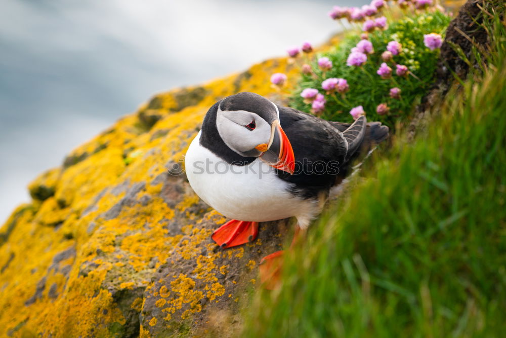 Similar – Image, Stock Photo Arctic Tern