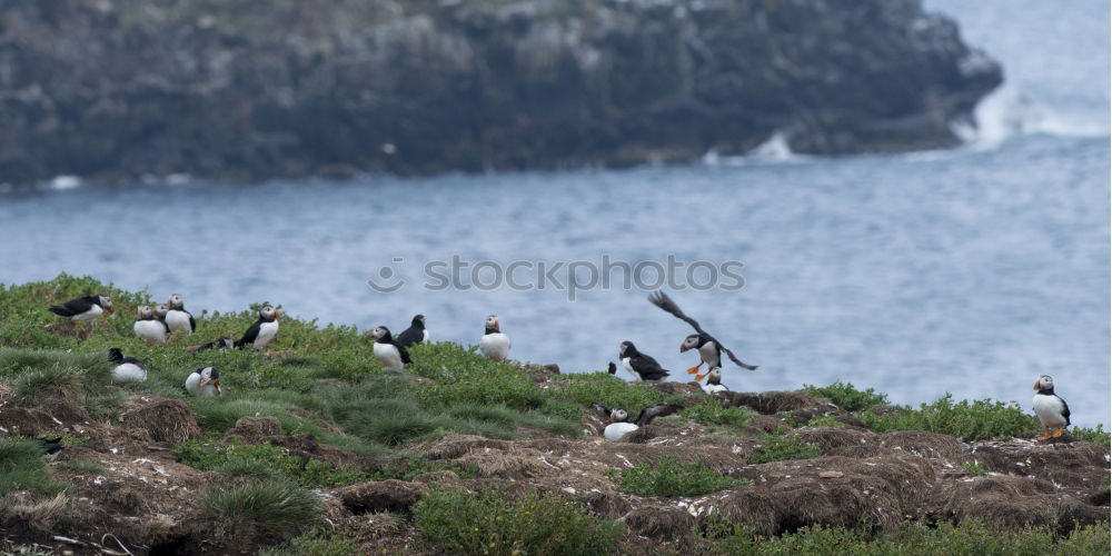 Similar – Image, Stock Photo Nesting storks on rocks