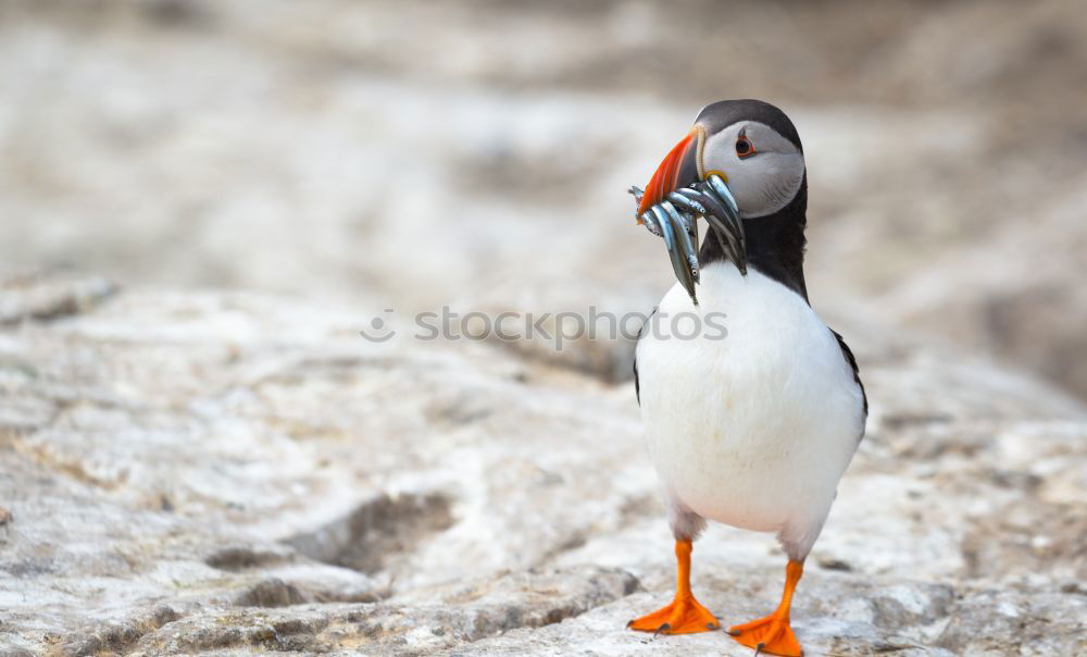 Similar – Puffins oOOO Nature Grass