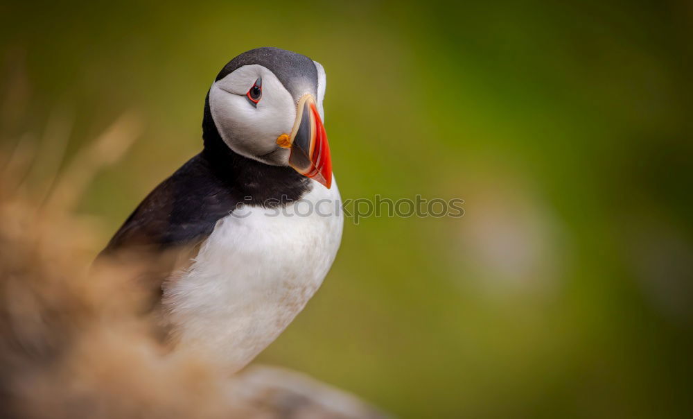 Similar – Image, Stock Photo Iceland Environment Nature