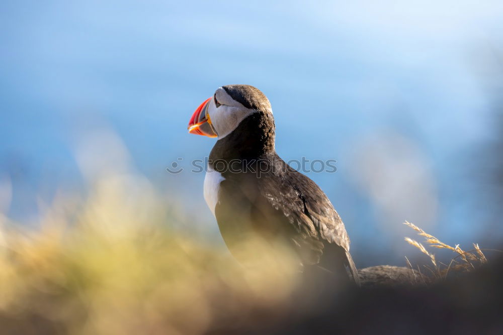 Similar – Image, Stock Photo Rock Ptarmigan Spring