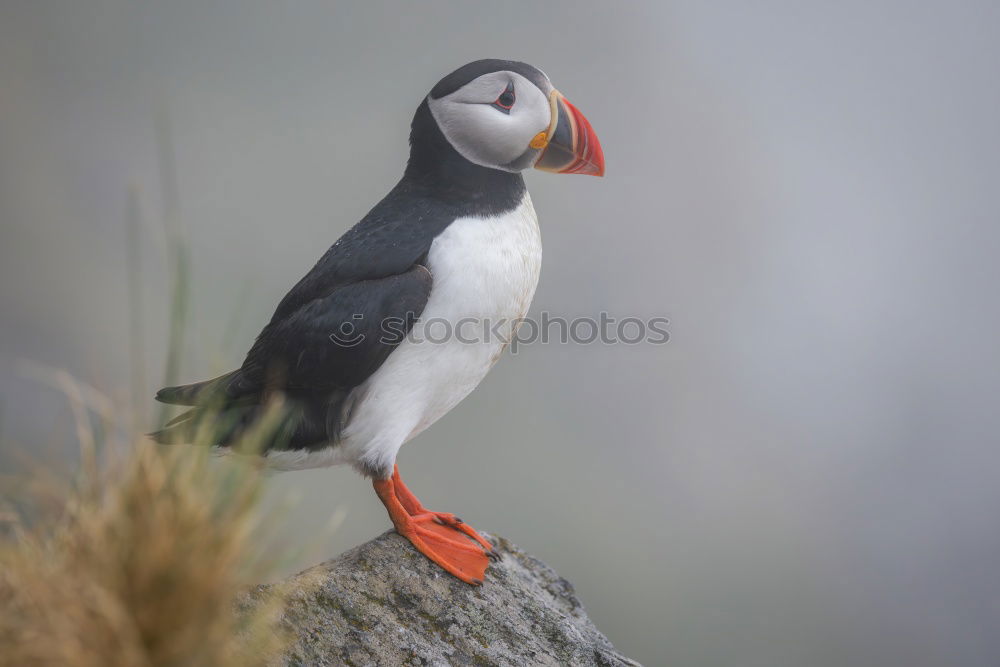 Similar – Image, Stock Photo Puffins OOO -O- O Grass