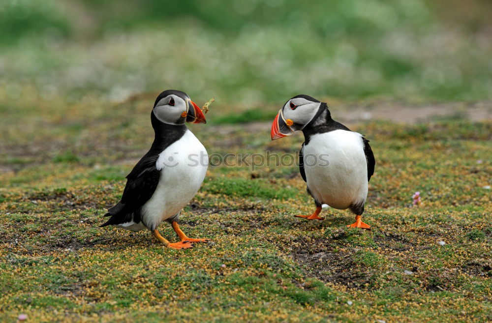 Similar – Puffin ~O~ Meadow Coast