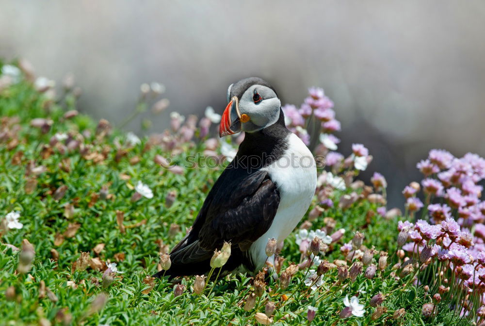 Similar – Puffin Q Nature Grass