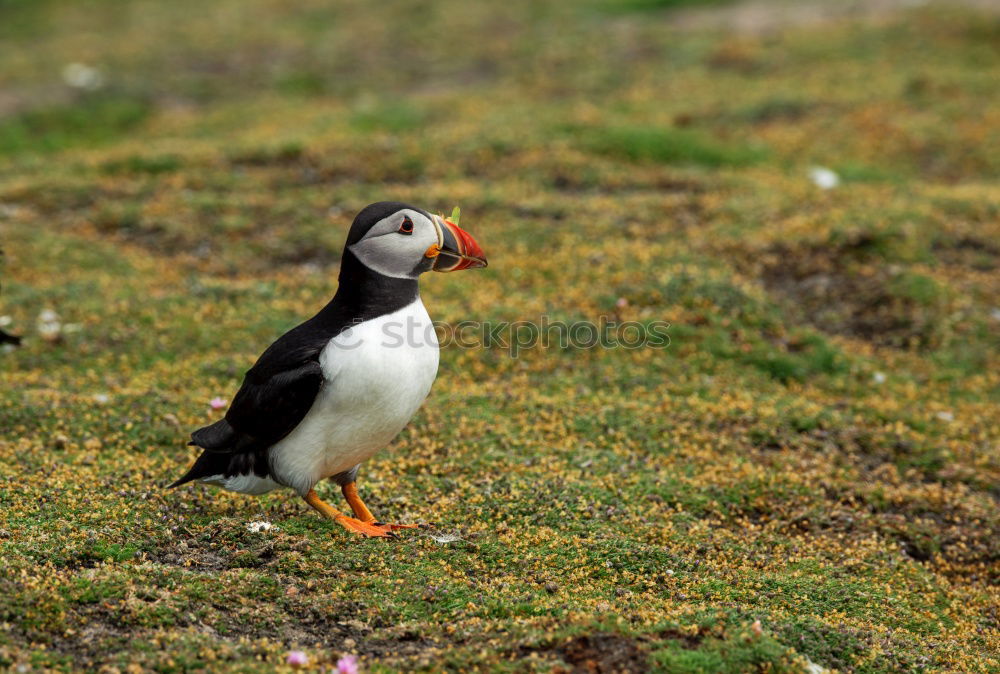 Similar – Puffin ~O~ Meadow Coast