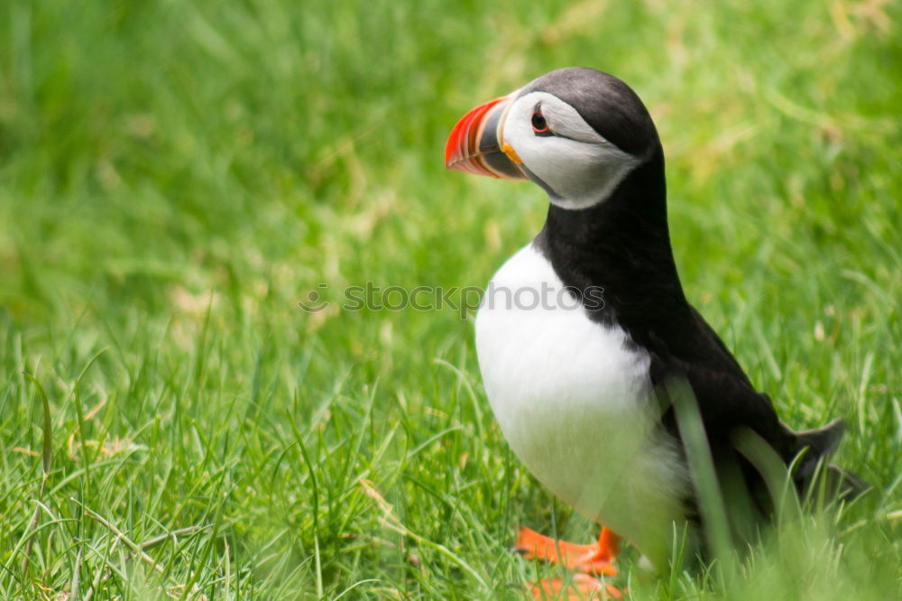 Similar – Puffin Q Nature Grass