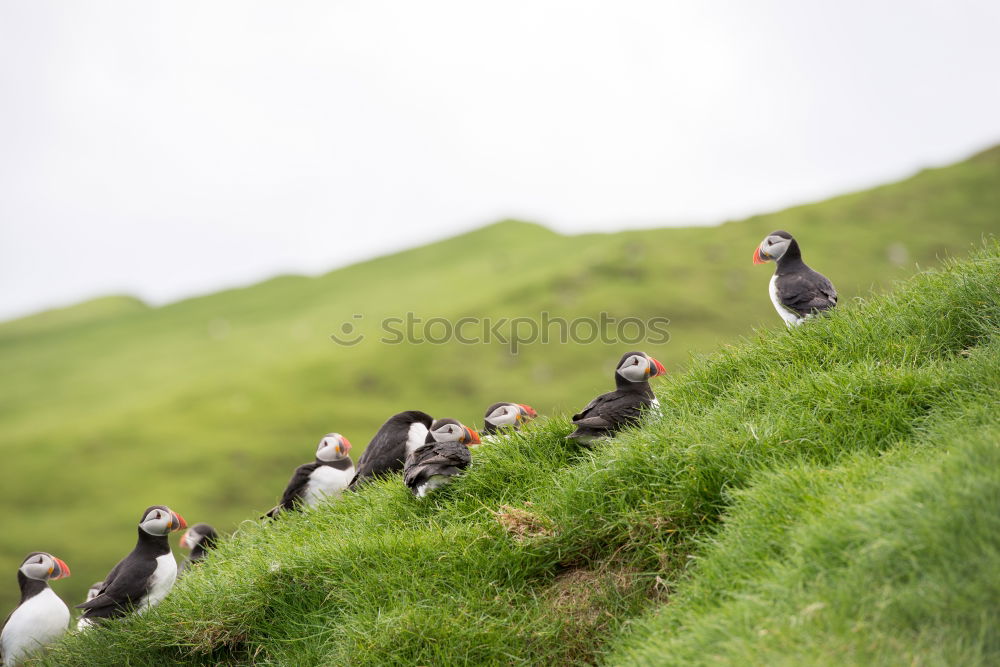 Similar – Puffins oOOO Nature Grass