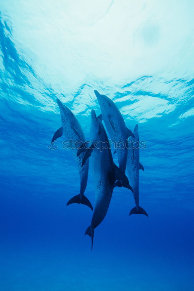 Similar – Spinner dolphins swimming towards me