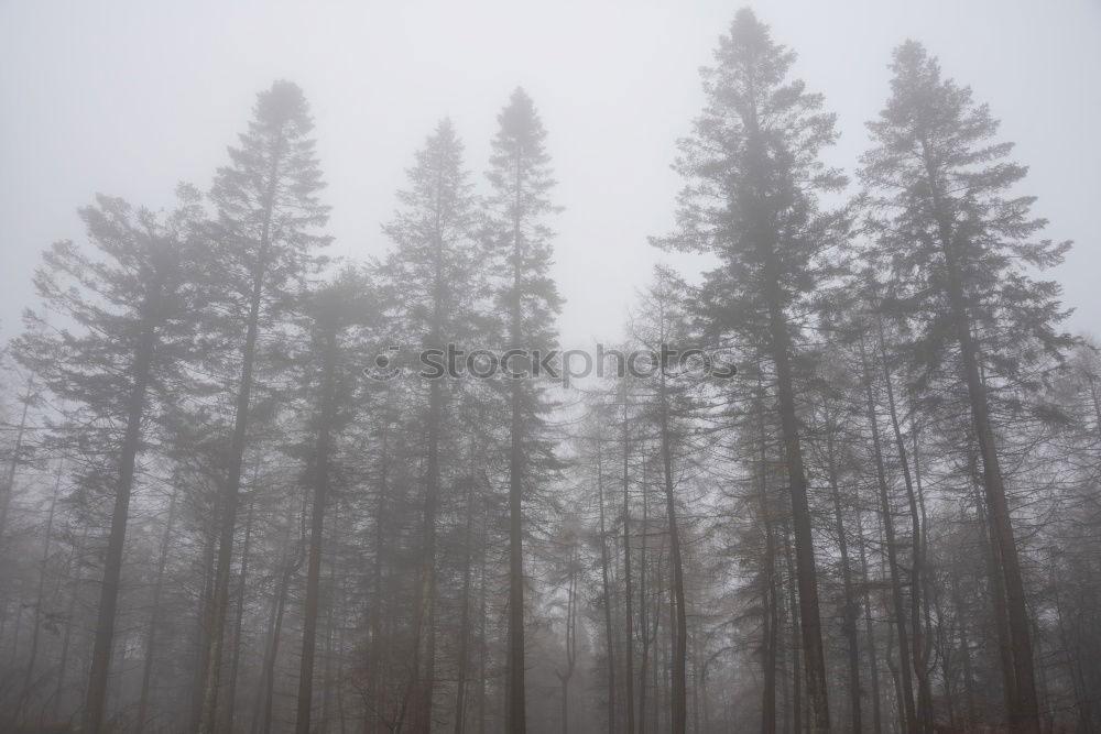 Similar – Holz vor der Hütte Umwelt