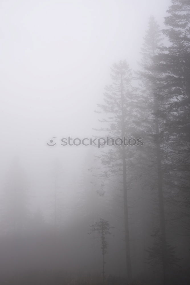 Similar – Image, Stock Photo Summer in the Ore Mountains