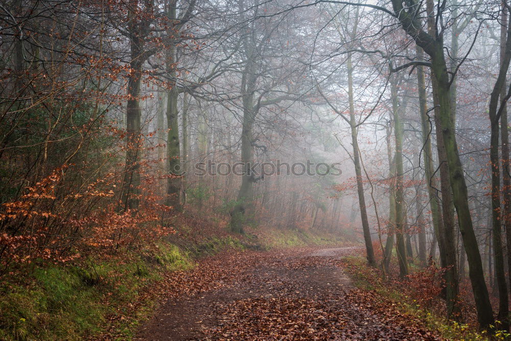 Similar – Komm… Kind Frau Baum