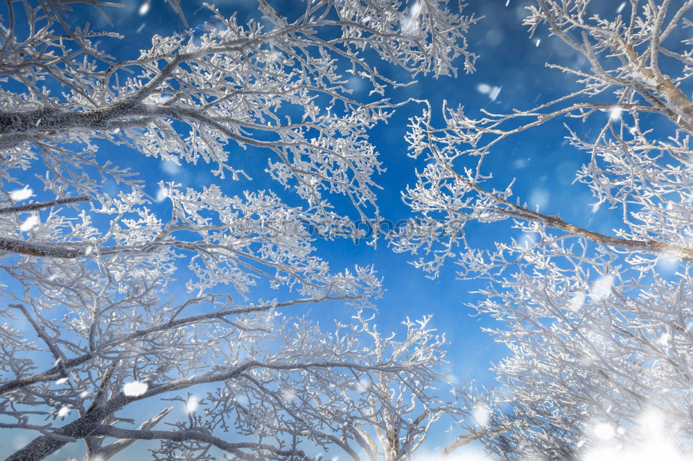 Similar – Foto Bild für Bèla Ausflug Winter