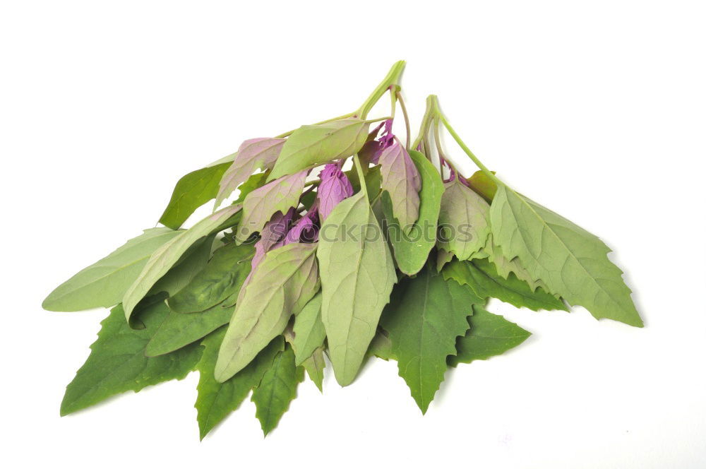 Similar – Image, Stock Photo Caper; Capparis; spinosa