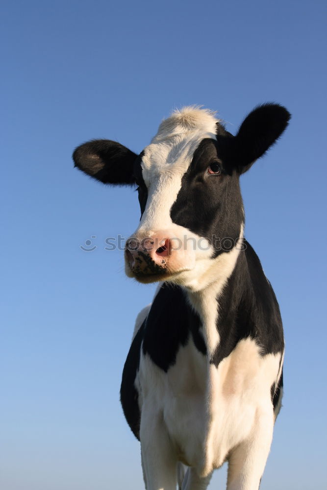 Similar – moo 2 Cow Moo Animal