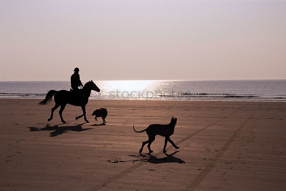 Similar – The beach riders Horse