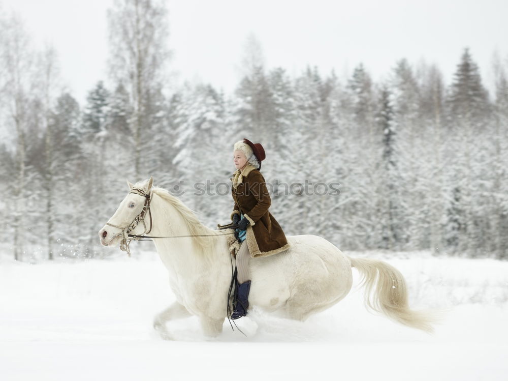 Image, Stock Photo Sled dog team at full speed