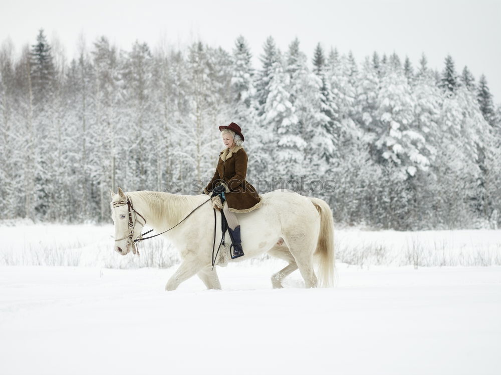 Similar – Image, Stock Photo Sled dog team at full speed