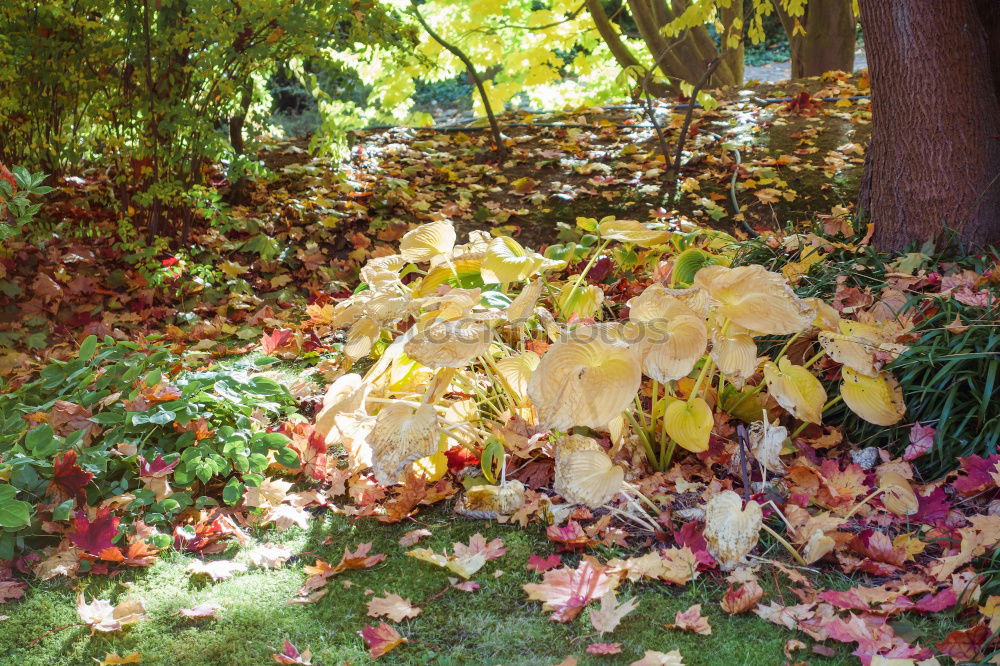 Similar – Foto Bild Herbstlicher Park Natur