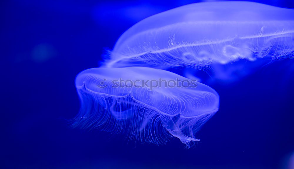 Similar – Image, Stock Photo Jellyfish Family Aquarium