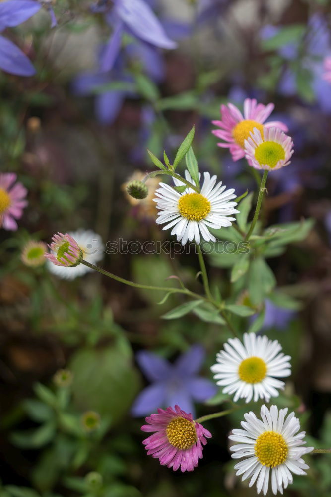 Similar – plant in the morning light at the mountain