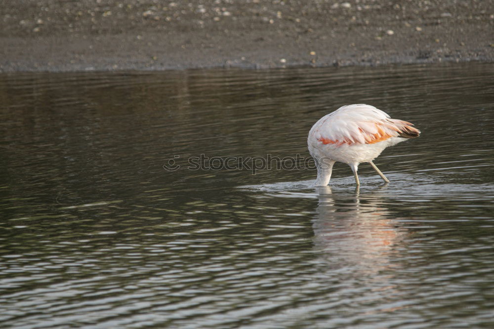 Similar – Image, Stock Photo Stork with fat prey in its beak