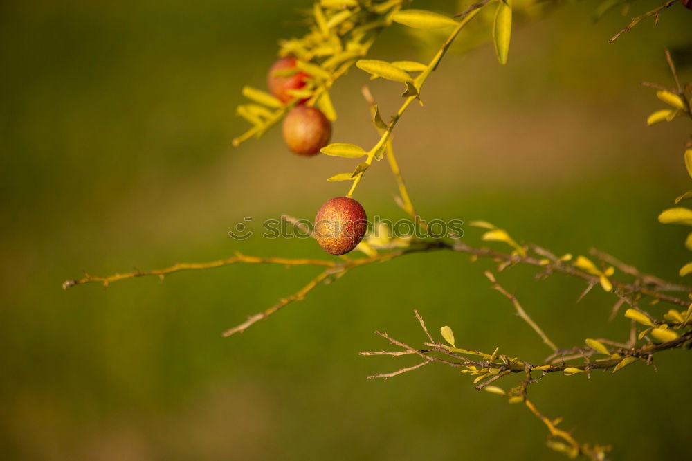 Similar – Chestnuts Physalis Quince