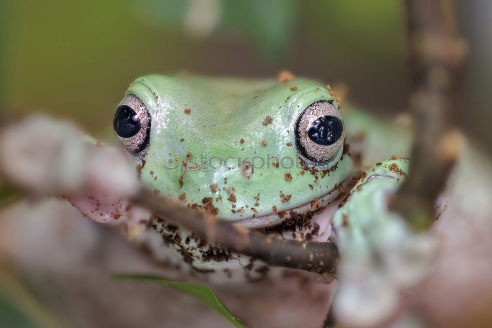 Similar – Image, Stock Photo Frog look, portrait