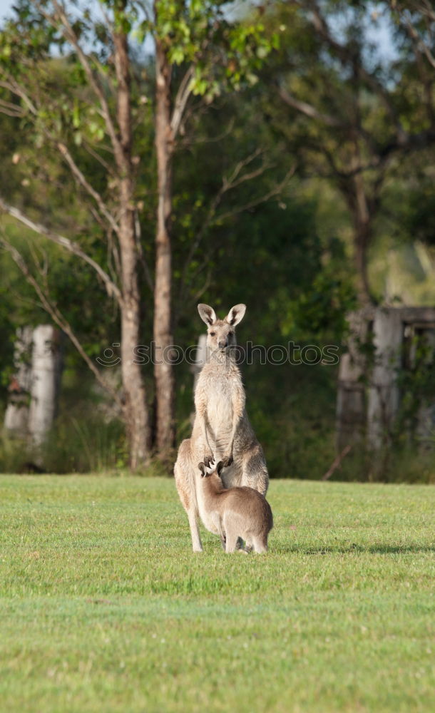 Similar – Narawntapu National Park