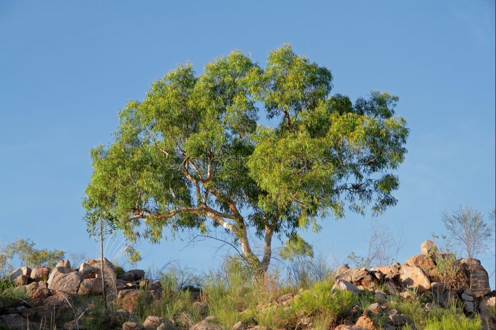 Similar – twisted tree Tree Branch