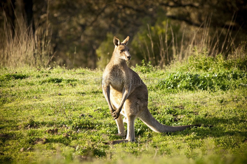 Similar – Little wallabee kangaroo