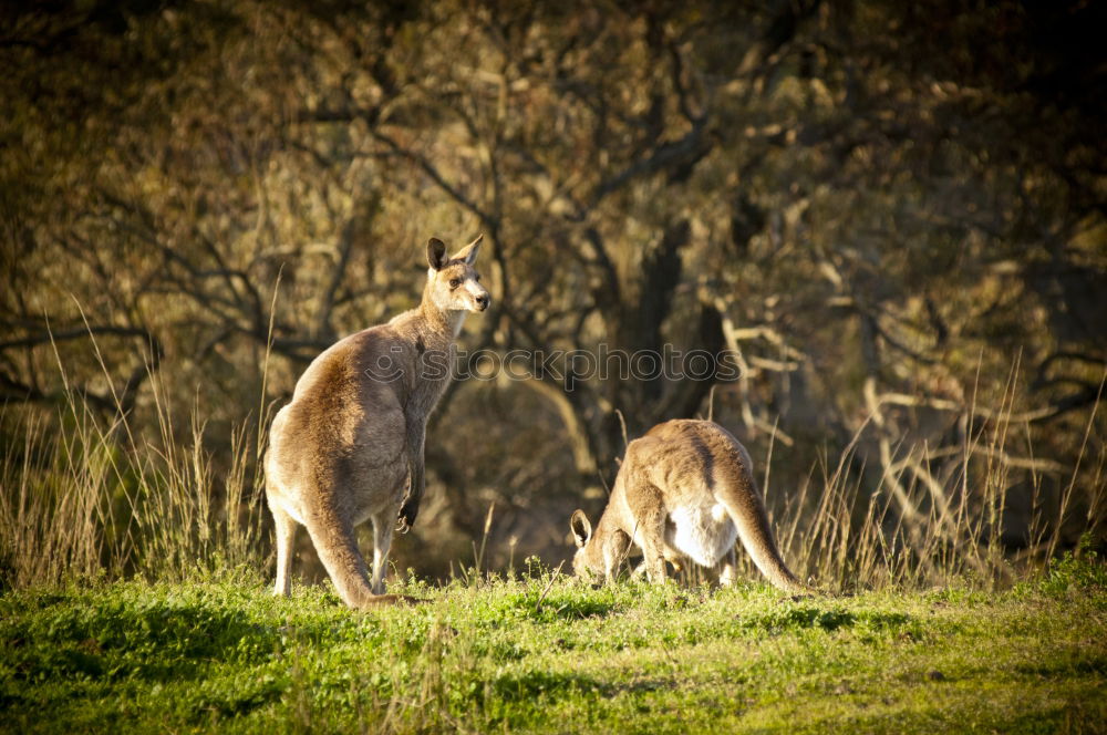 Similar – Narawntapu National Park